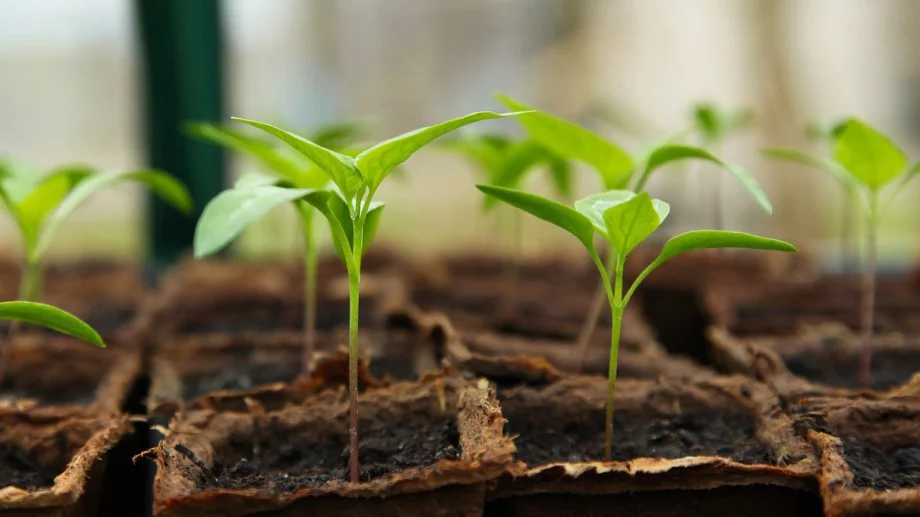 Задължително направете това, преди да засадите разсада в градината