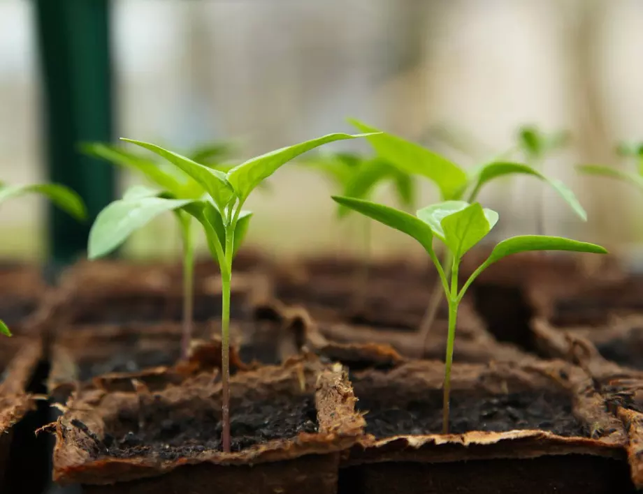 Кога трябва да преместите зеленчуковите разсади на открито?