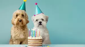 Рекордьор: Най-старото куче стана на 31 години (СНИМКА)