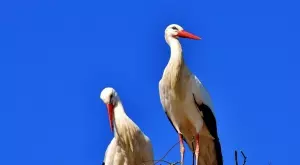 Стихотворение за 23 март 2024