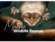 Viasat Nature представя Спасители на диви животни в Малави 