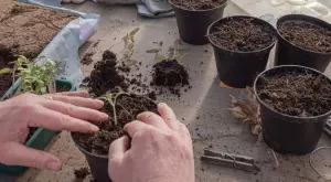 Почвена смес или пръст: Каква е разликата и как да изберете