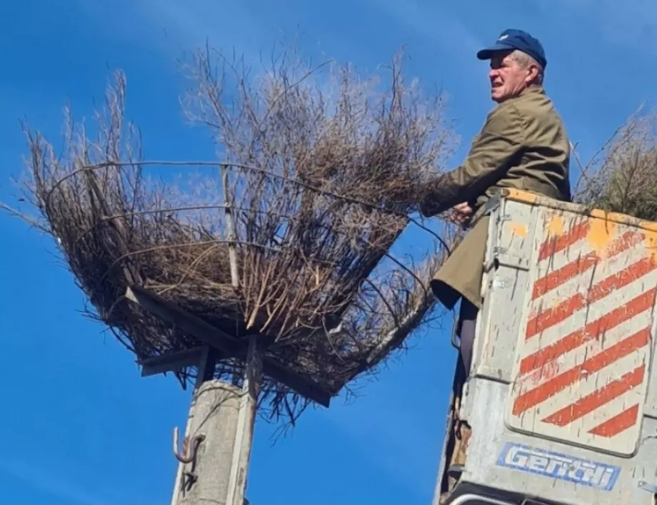 Доспатчанин строи щъркелови гнезда