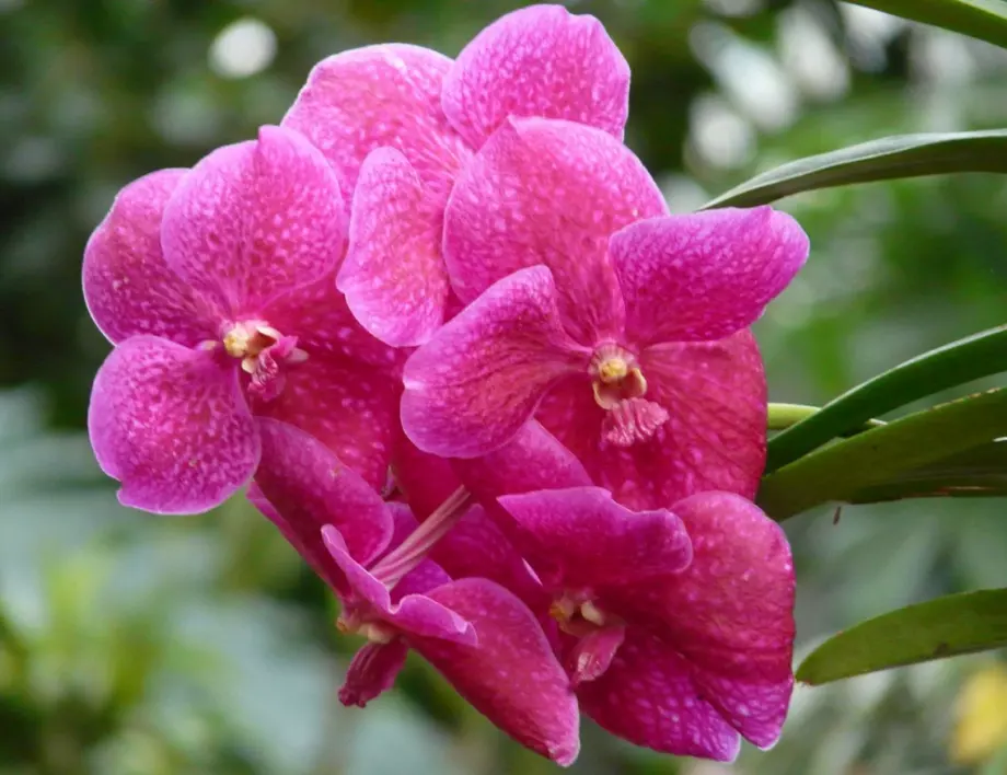 За цъфтящи орхидеи пригответе тази ефективна смес