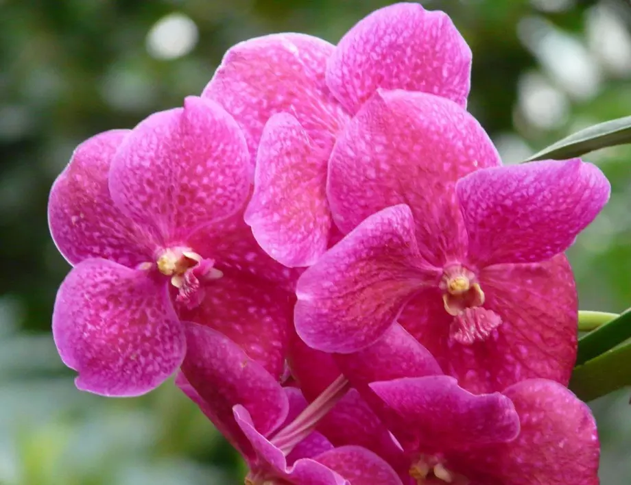 Трябва ли да се режат дръжките на орхидеята след цъфтеж? ТОВА всеки цветар трябва да знае! 
