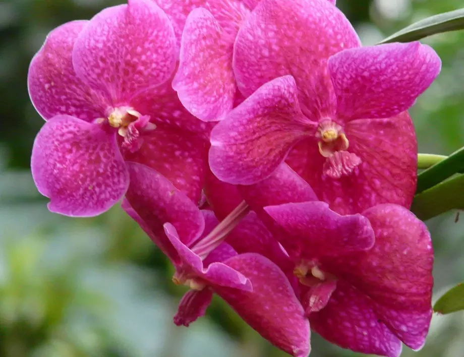 Добавете тези 2 съставки към водата, с която поливате орхидеята, за да цъфти великолепно