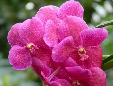 Това са най-лесните за отглеждане орхидеи