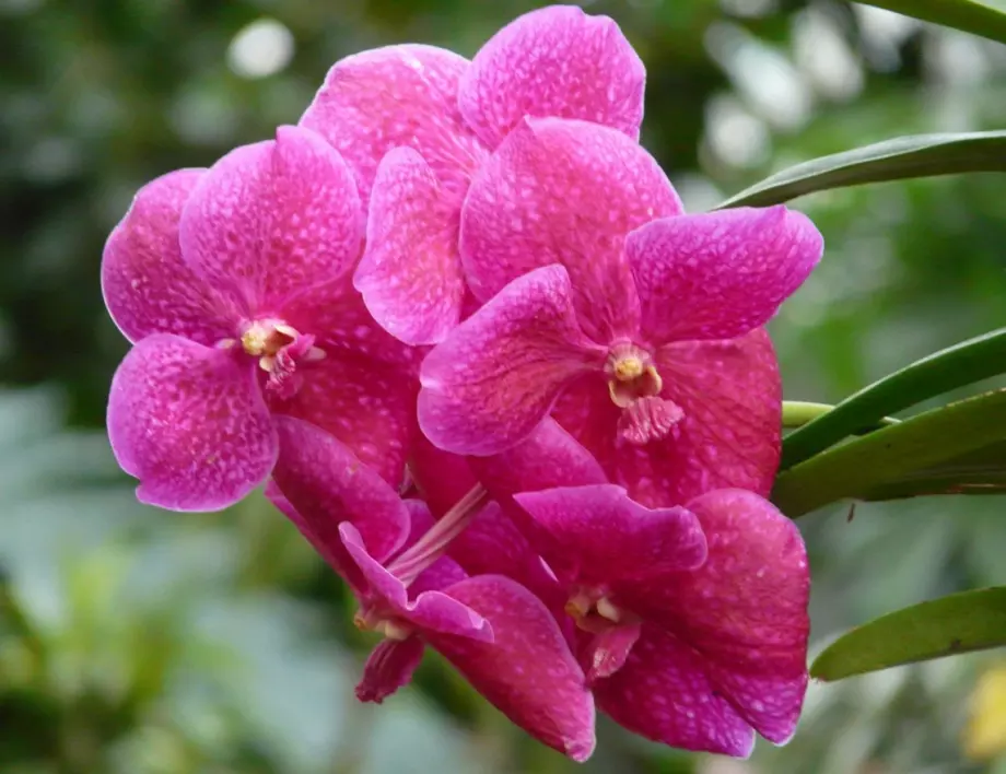 С този прост трик цветарите карат орхидеята да цъфне за часове