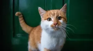 Виц на деня: Инженер, счетоводител, химик и държавен служител се карат коя котка е най-хубава