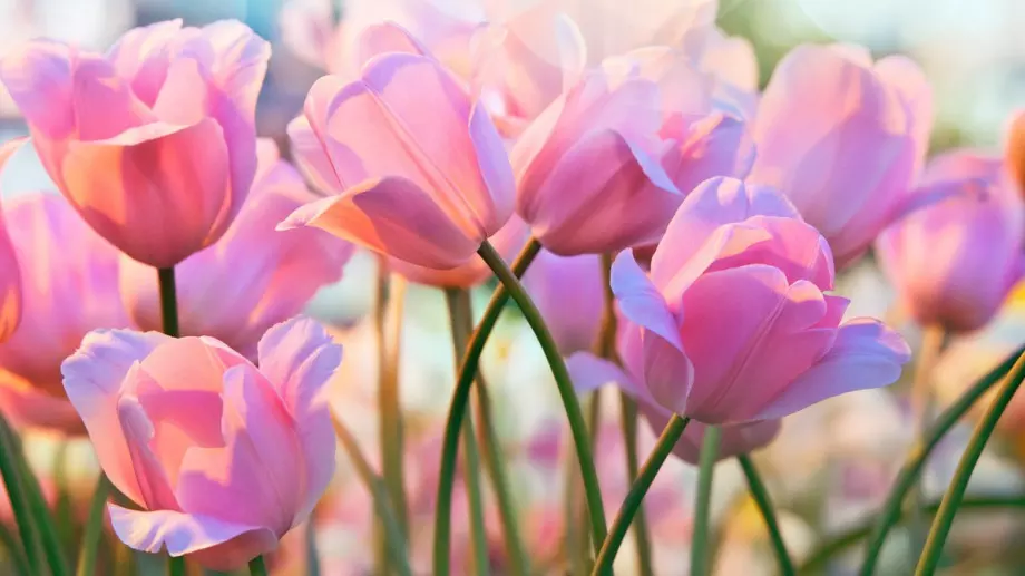 5 трика за по-дълъг цъфтеж на лалетата