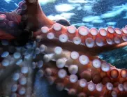 Подводен филм на ужасите: Октоподите се самоунищожават трагично след чифтосване 