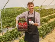 Как да поливаме ягодите през есента: Правила, които трябва да спазвате за богата реколта