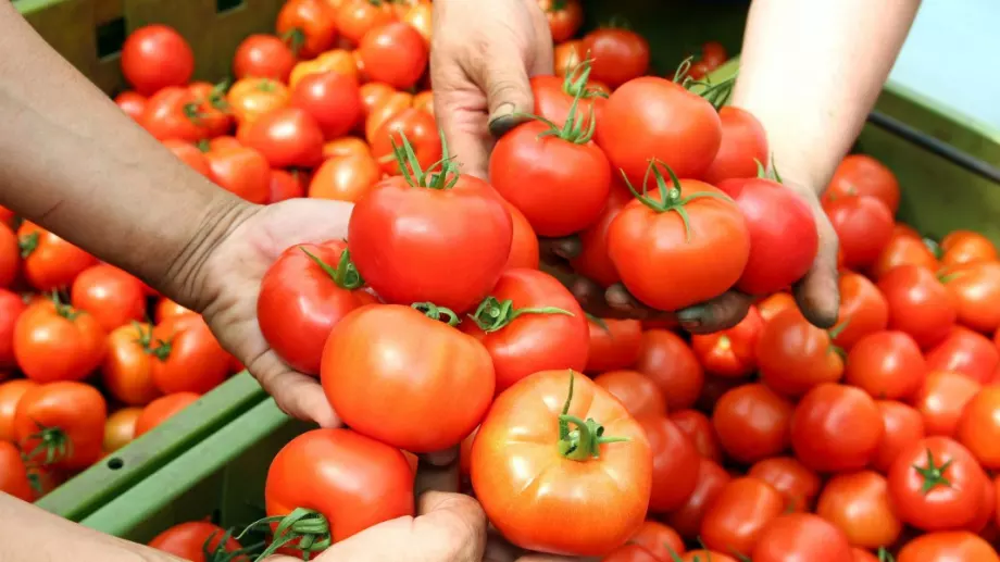 Само за седмица доматите поскъпнаха с 16%