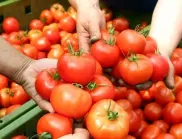 Златен градинарски трик: Подхранвайте доматите така, за да растат големи и сладки
