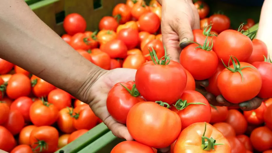Турското министерство на земеделието отмени забраната за износ на домати
