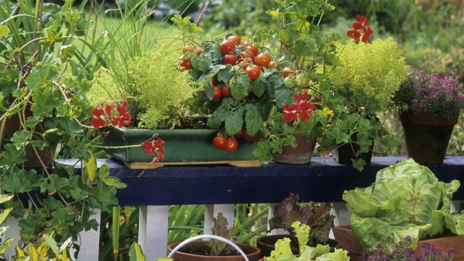 Плодовете и зеленчуците, които може да отглеждате в саксия