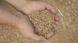 Северна Македония ще купува българска пшеница