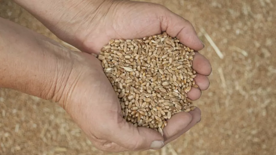 Северна Македония ще купува българска пшеница