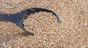 Земеделският министър: Ако не изкупим зърното, хлябът ще поскъпне