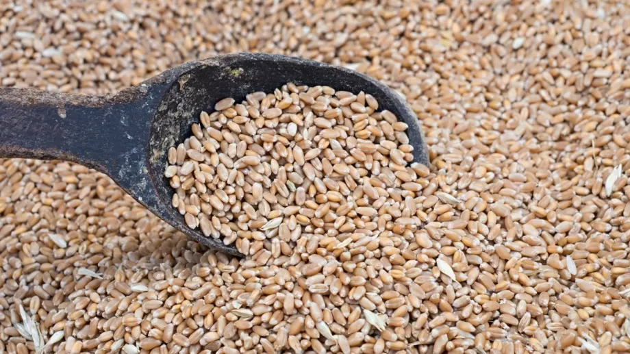 Земеделският министър: Ако не изкупим зърното, хлябът ще поскъпне