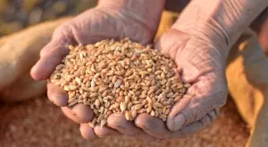 Русия забрани износа на зърно и захар, ще внася храни от Евразия