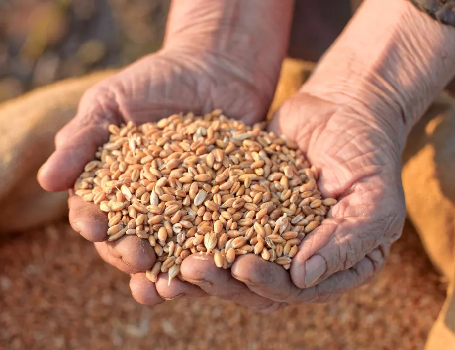 Русия е откраднала 1,5 млн тона зърно - това твърди украинският министър на земеделието