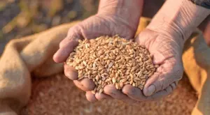 Рекордни цени на пшеницата след забраната за износ от Индия