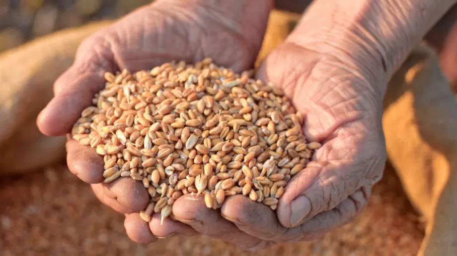 90% от засятото зърното у нас е вносно