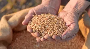 Правителството се отказа да изкупува зърно за над 1 млрд. лева