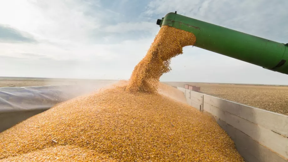 Египет смени доставчиците на зърно заради войната, вече купува от България