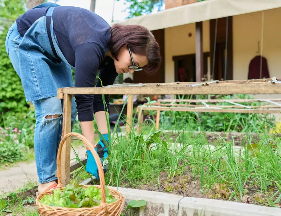 Полейте градината си с това и ще забравите за листните въшки