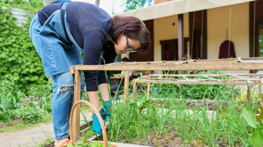 4 зеленчука, които да засадите през март, за да берете през лятото