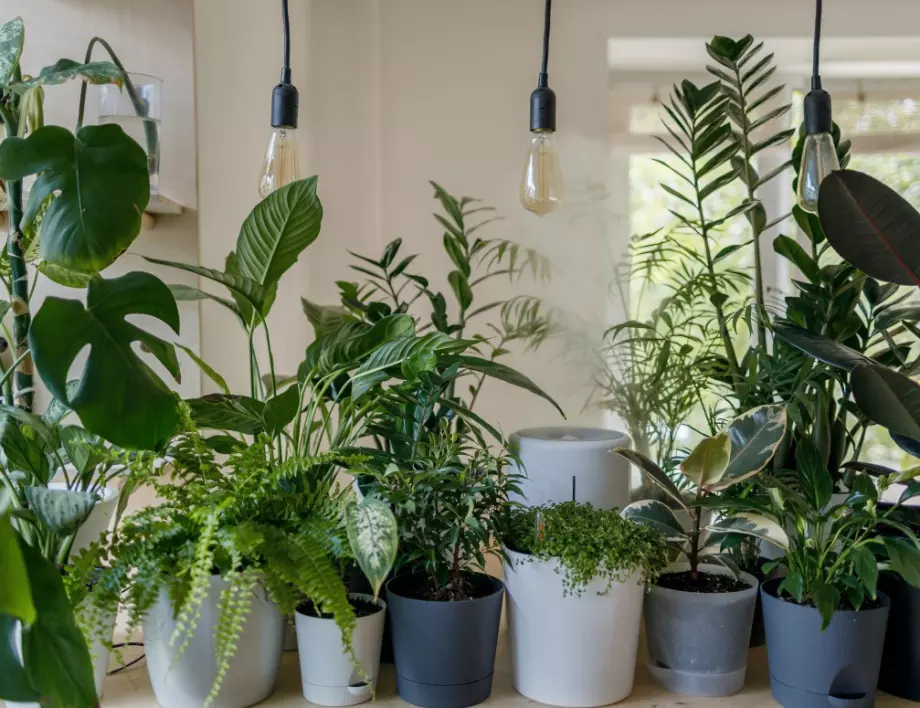 Тези 3 стайни растения могат да пречистят въздуха в дома ви: изследване