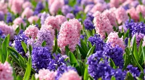 Какво да правите с луковиците на зюмбюлите, когато прецъфтят