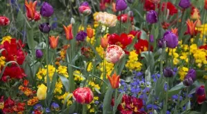 Пролетно засаждане на цветя: Свежи идеи за градината