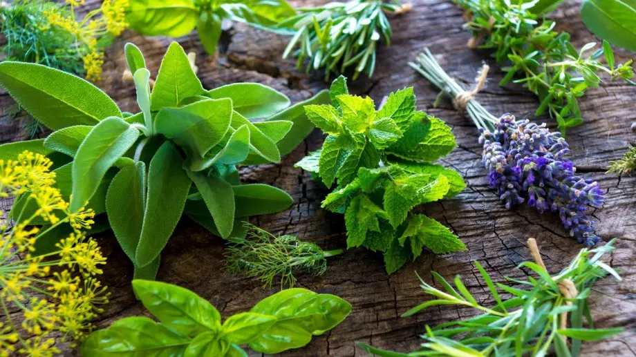 Всеки трябва да има тази БИЛКА  в дома си, за да привлече парите и здравето   