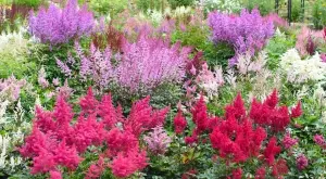 Красиво астилбе – видове, засаждане и отглеждане