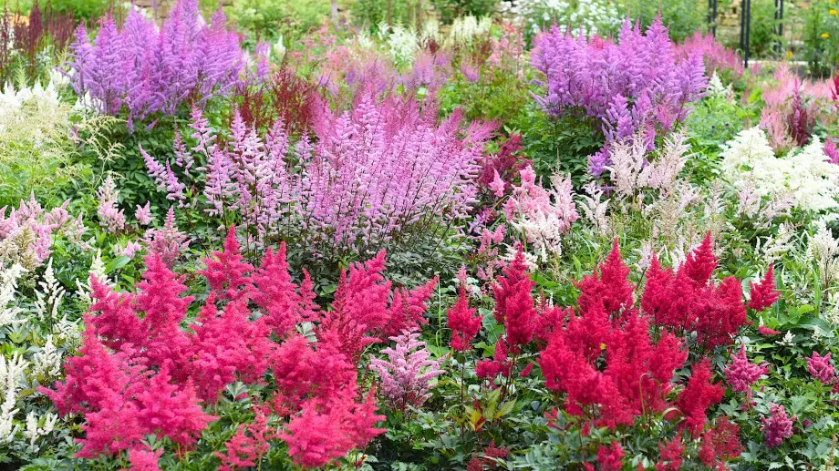 Красиво астилбе – видове, засаждане и отглеждане
