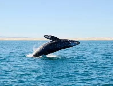 Десетки китове открити мъртви в Южна Аржентина 