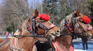 Традиции и обичаи на Тодоровден  