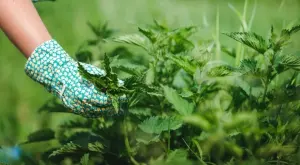 Каква е разликата между коприва, лопуш и киселец