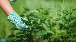 Защо копривата е толкова полезна