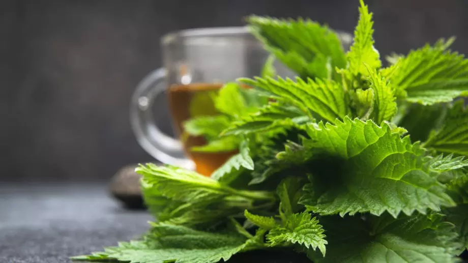 Тази пролетна билка е най-мощното средство за пречистване на кръвта