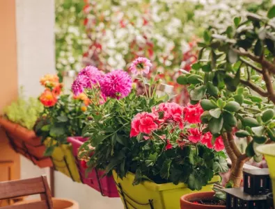 4 евтини начина да съживите дори най-изсъхналите цветя