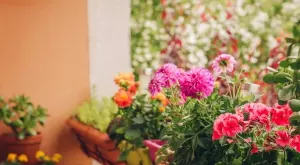 Изберете си едно от тези стайни растения. Те не се нуждаят от почти никакви грижи!