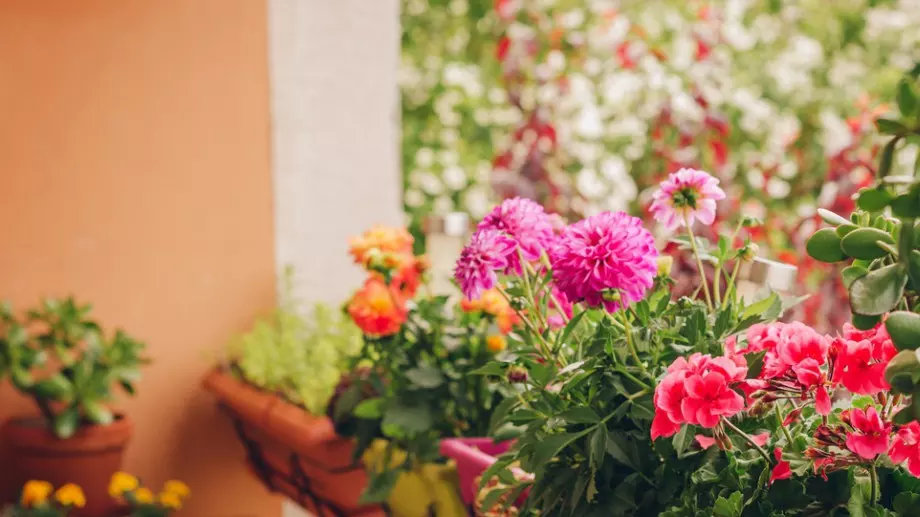 Изберете си едно от тези стайни растения. Те не се нуждаят от почти никакви грижи!