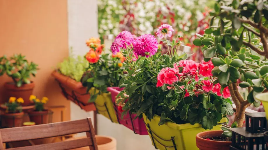 Цветята, които всяка мързелива домакиня трябва да има в дома си