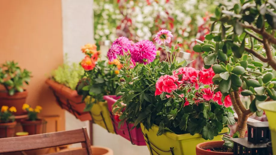 Най-устойчивите цветя, които може да гледате на терасата