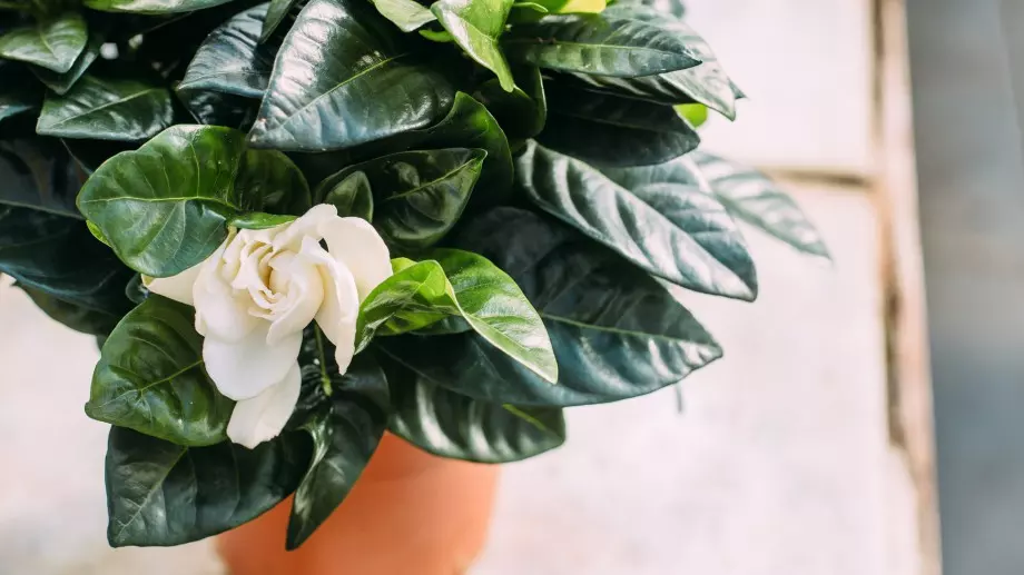 Как да си отгледаме ароматна гардения