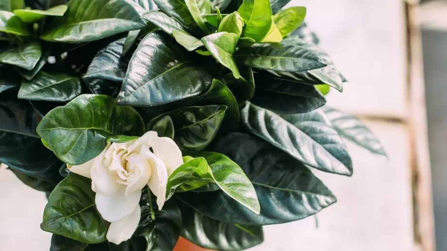 4 трика как да отгледате красива и цъфтяща гардения